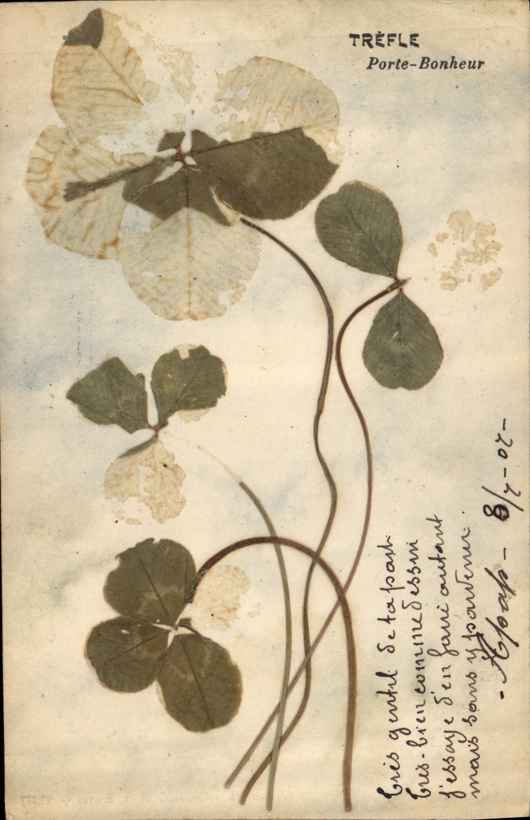 CPA Trefle Porte Bonheur fleurs sechees