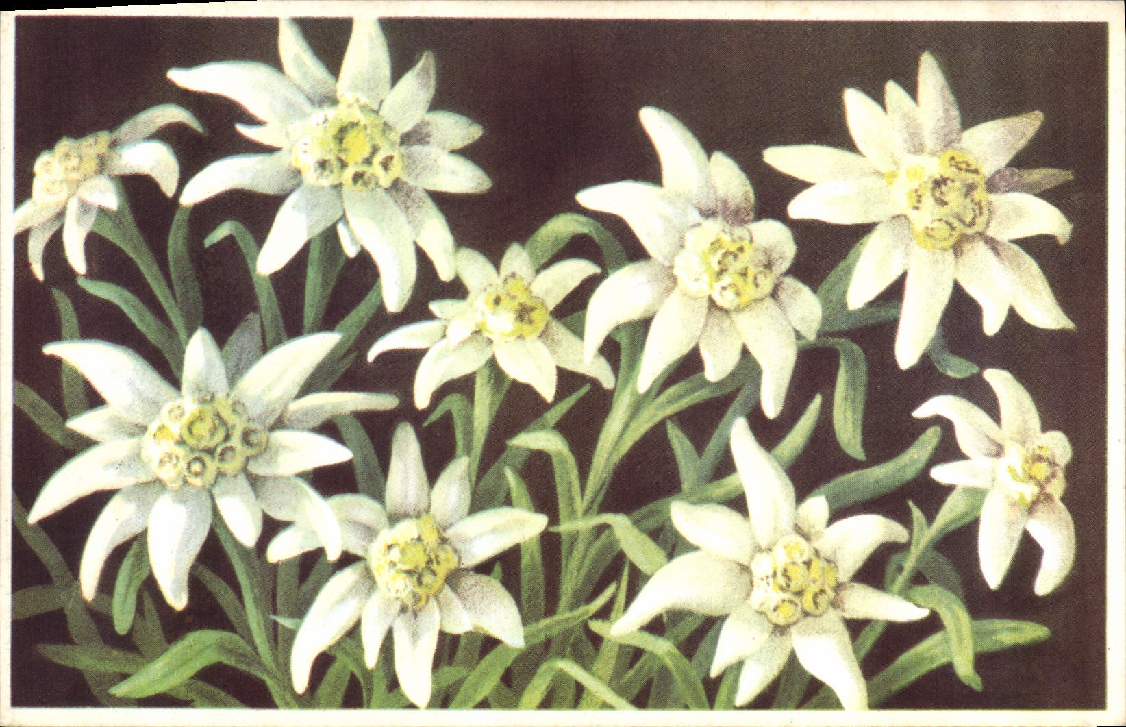 CPA Etoile des Glaciers Edelweiss Leontopodium alpinum