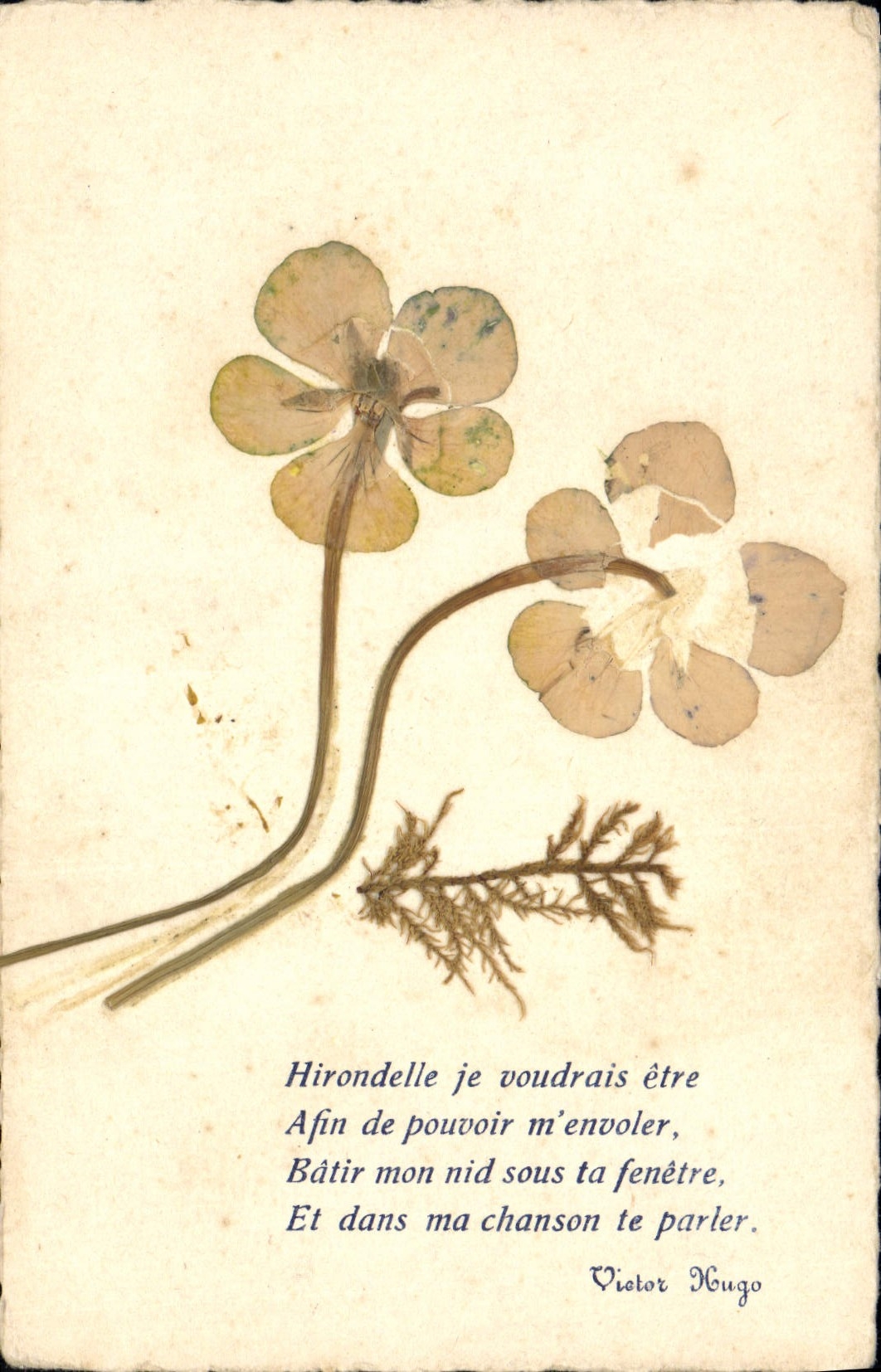 CPA Hirondelle je voudrais etre fleurs sechees