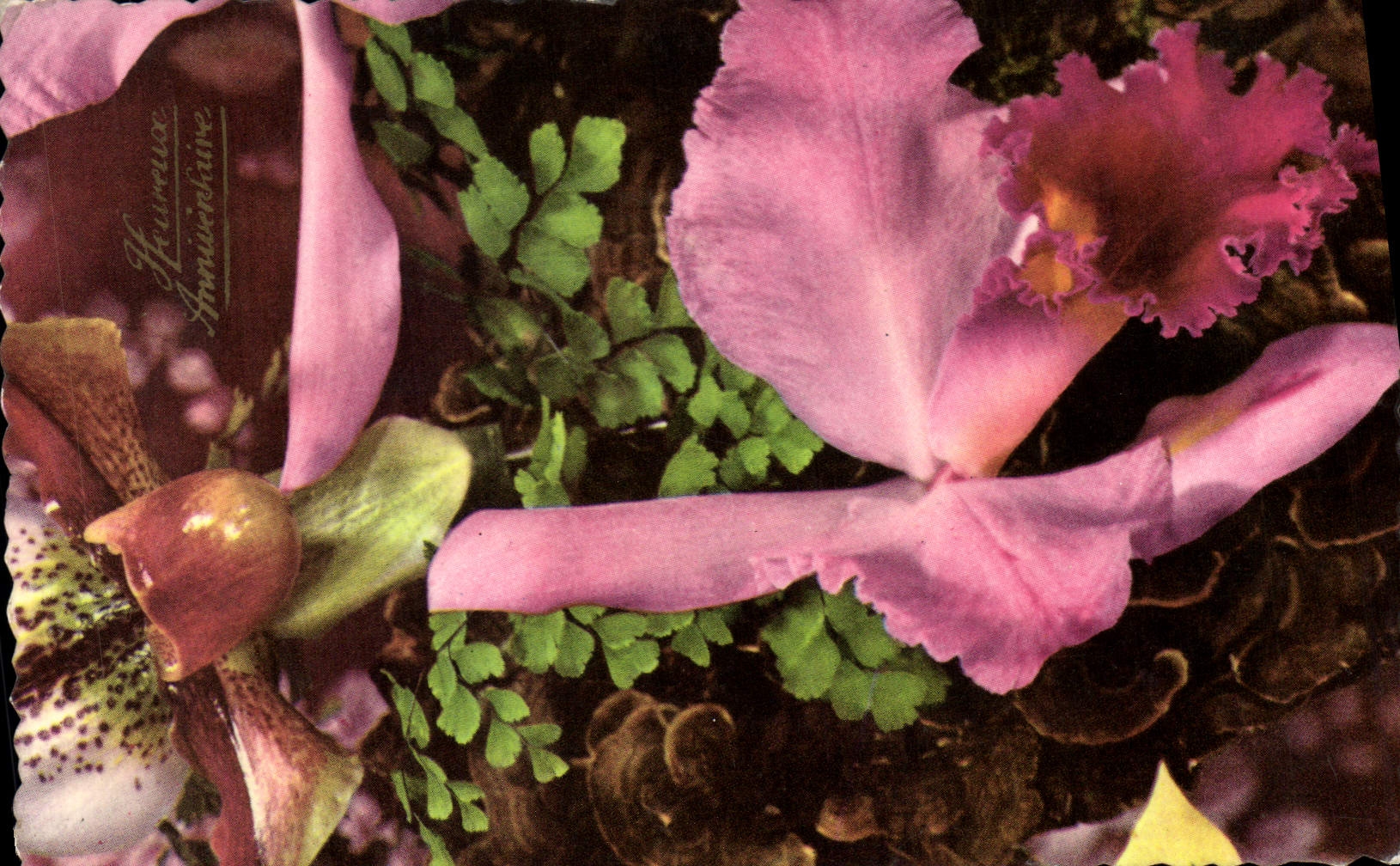 CPA Fleurs