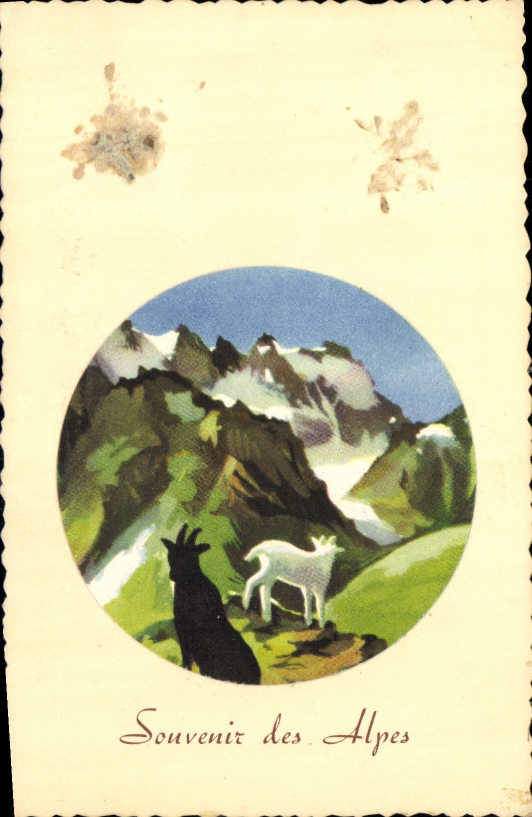 CPA Souvenir des Alpes Chevre