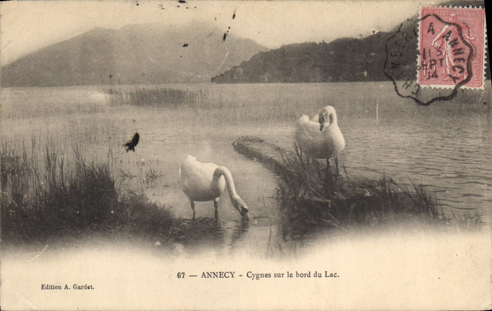 CPA Annecy Cygnes sur le bord du Lac 