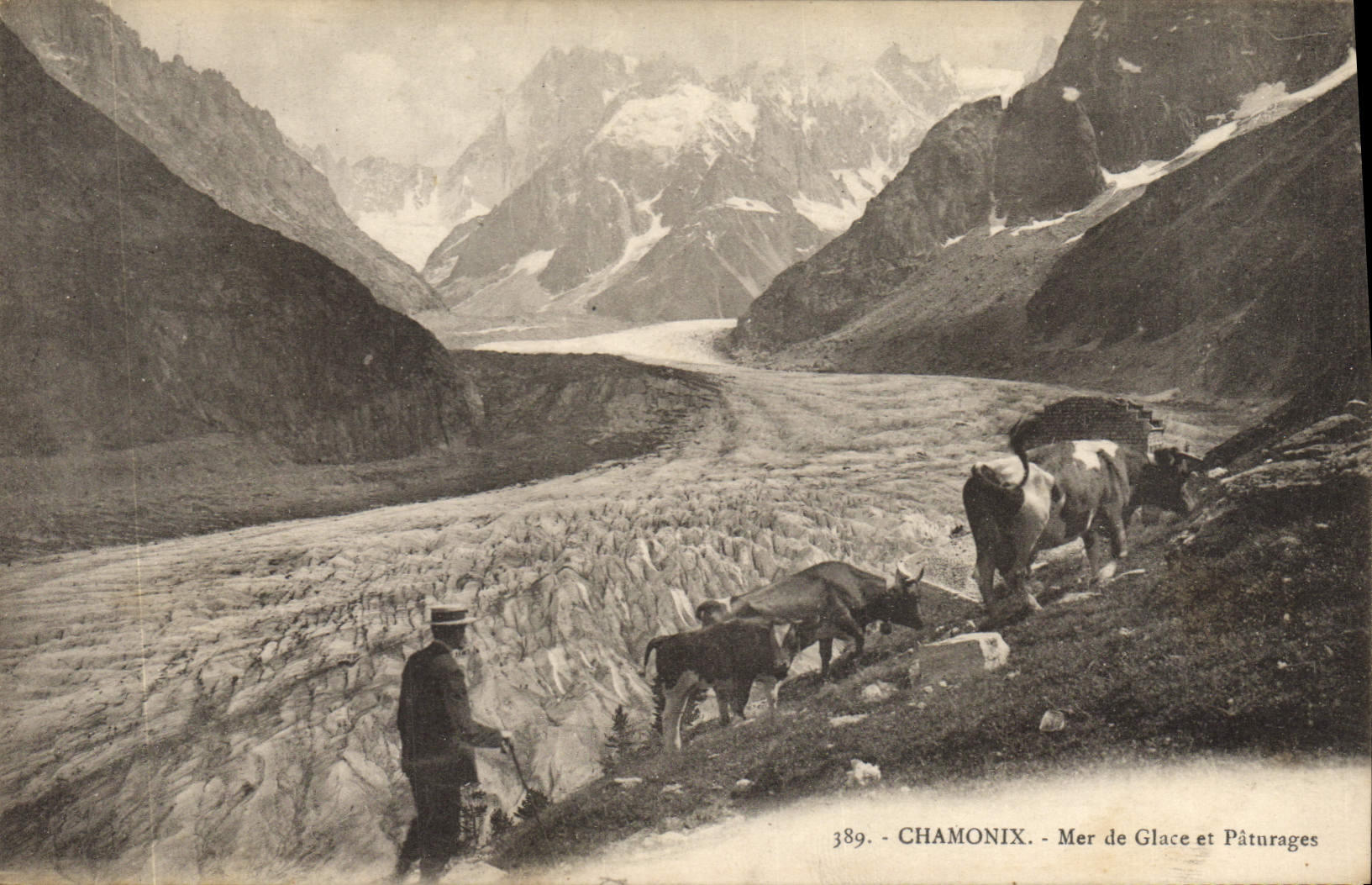 CPA Chamonix Mer de Glace et Paturages Vaches