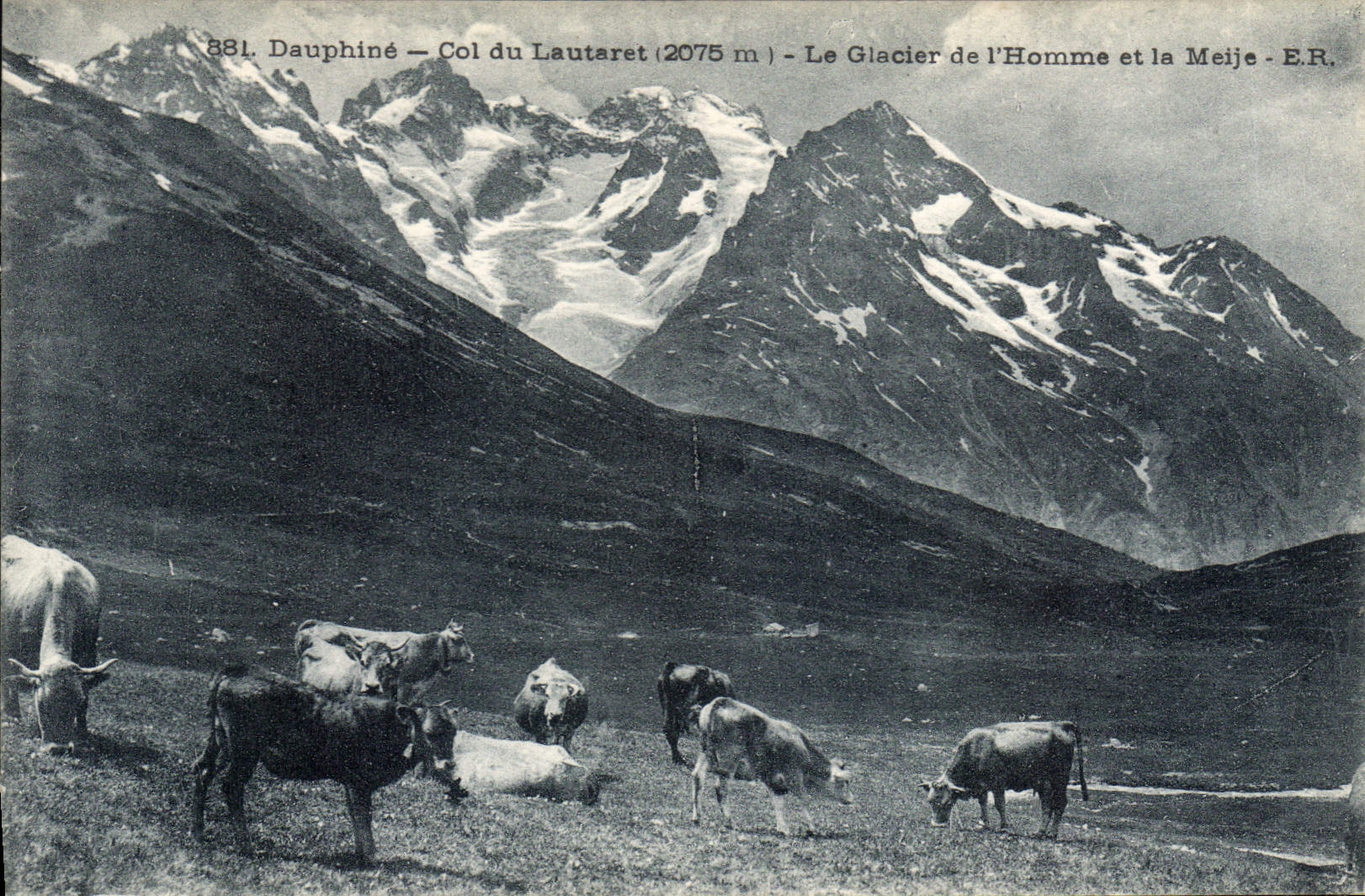 CPA Dauphine Col du Lautaret La Glacier de l'Homme et la Meije Vaches