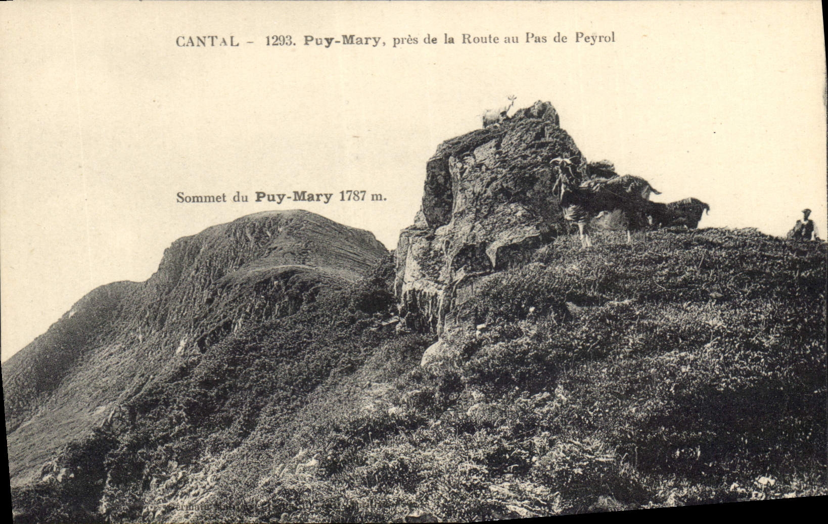CPA Cantal Puy Mary pres de la Route au Pas de Peyrol Chevre