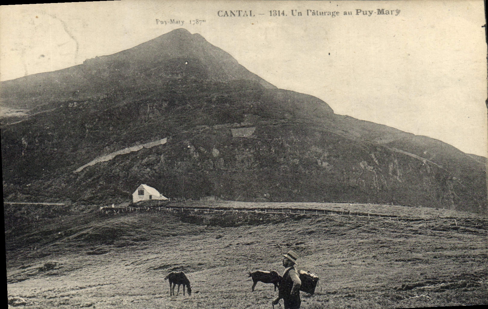 CPA Cantal un Paturage au Puy Mary 