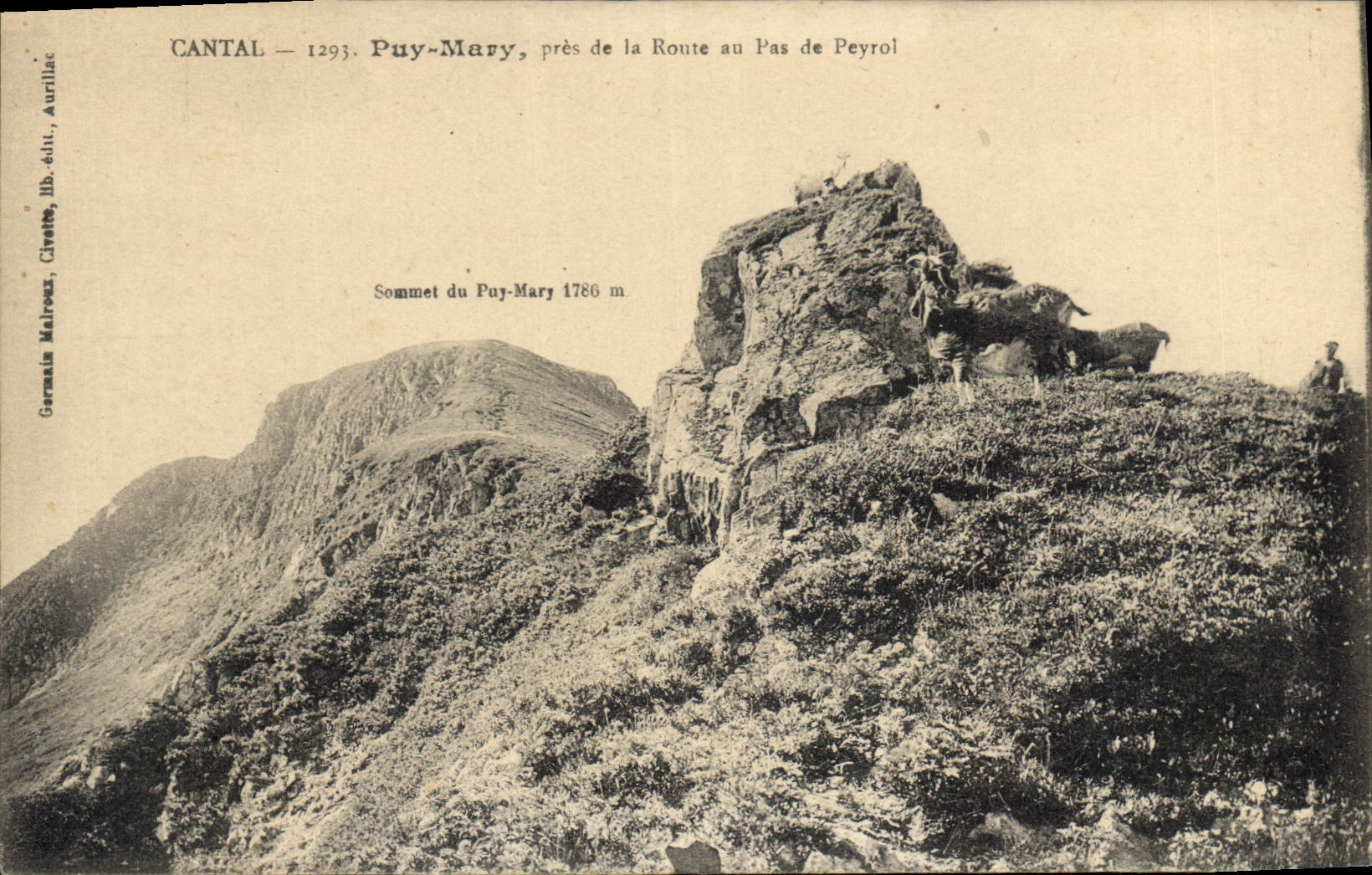 CPA Cantal Puy Mary pres de la Route au Pas de Peyrol Chevre