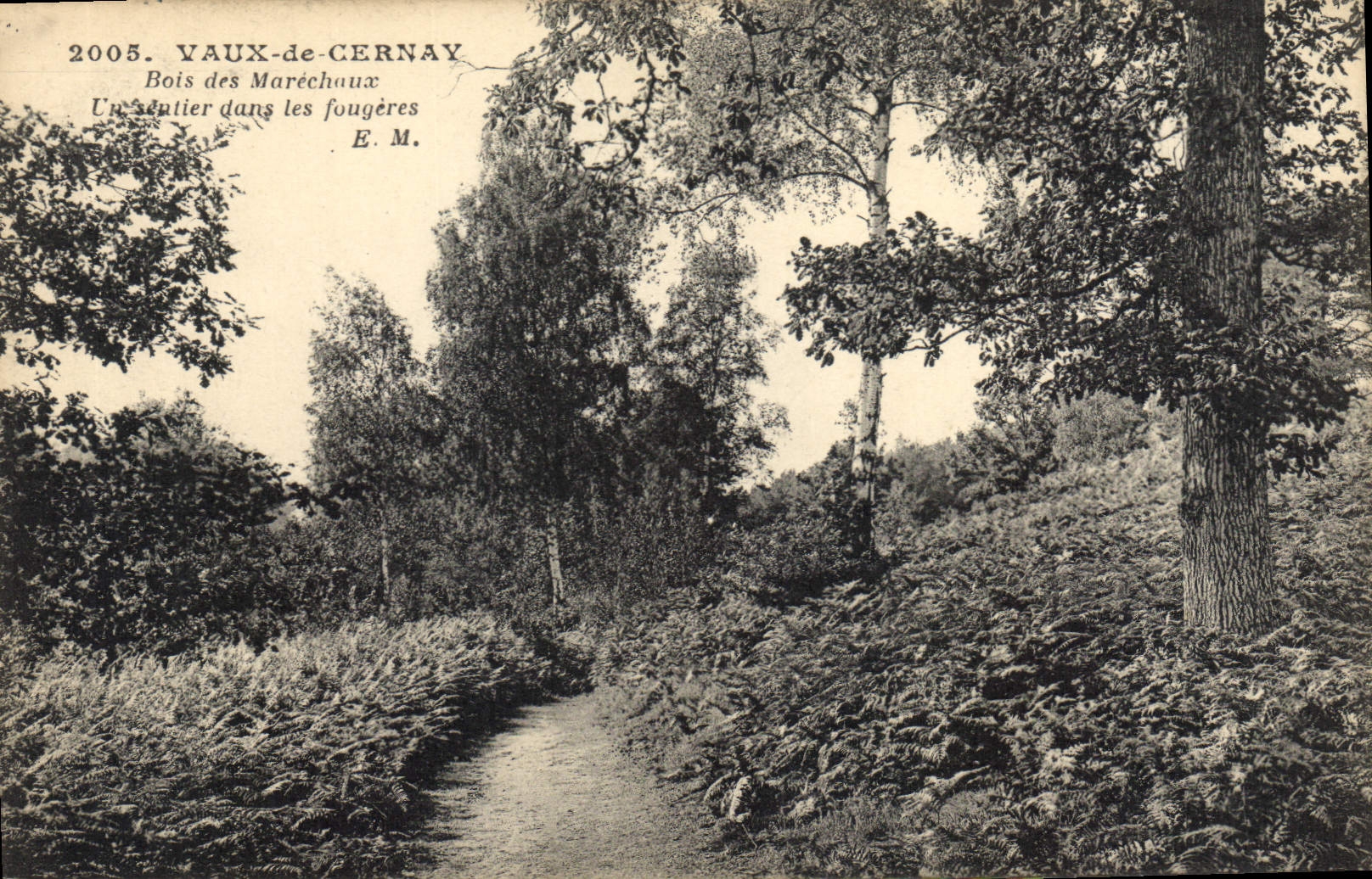 CPA Vaux de Cernay Bois des Marechaux un Sentier dans les Fougeres