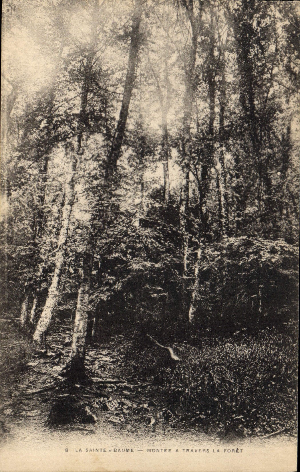 CPA La Sainte Baume Montee a travers la Foret 