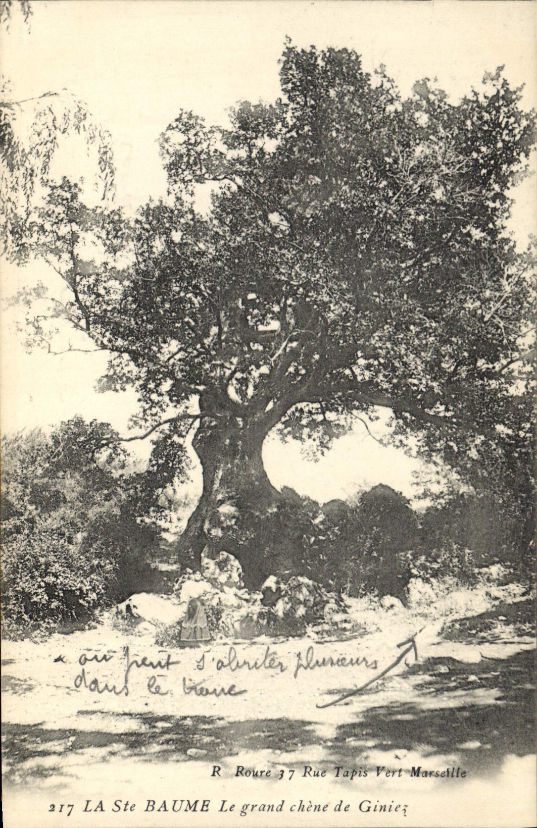 CPA La Ste Baume Le grand chene de Giniez 