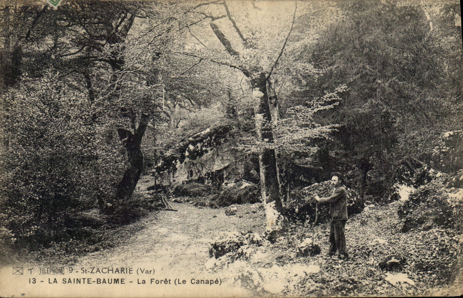 CPA La Sainte Baume La Foret Le Canape 