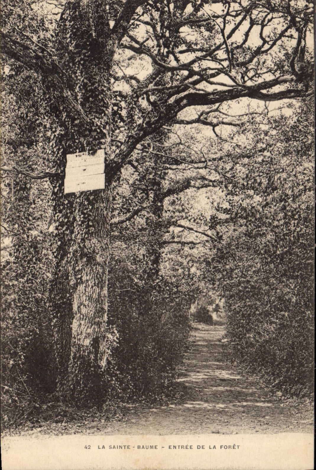 CPA La Sainte Baume Entree de la Foret 