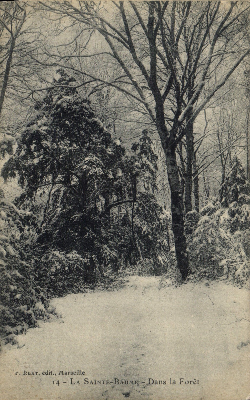 CPA La Sainte Baume Dans la Foret 