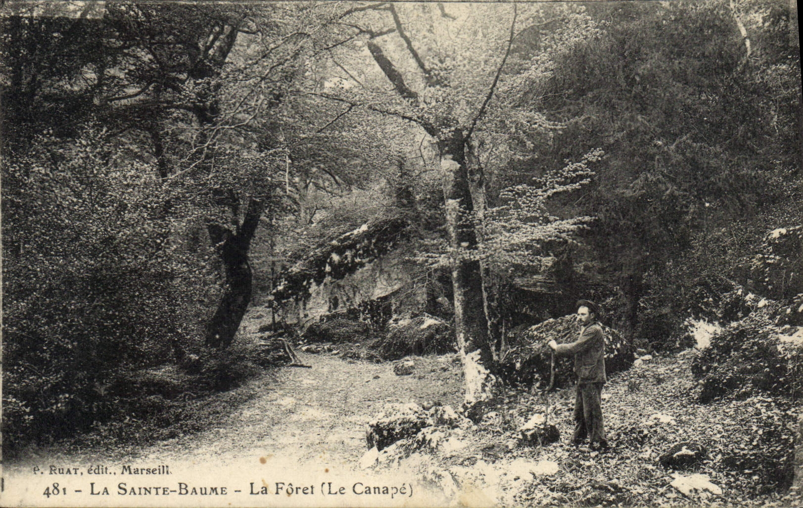 CPA La Sainte Baume La Foret Le Canape 