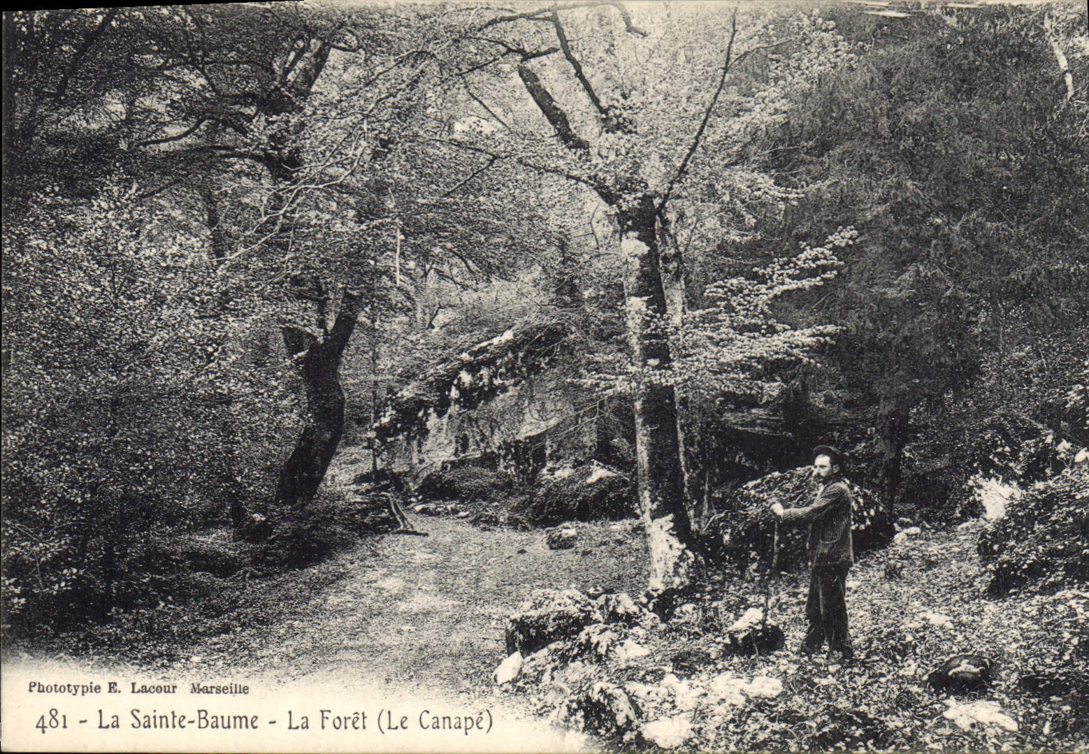 CPA La Sainte Baume La Foret Le Canape 