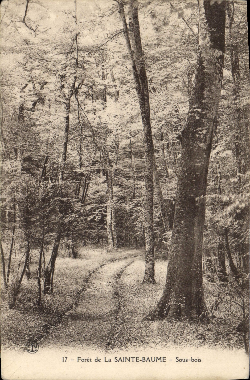 CPA Foret de la Sainte Baume Sous bois 