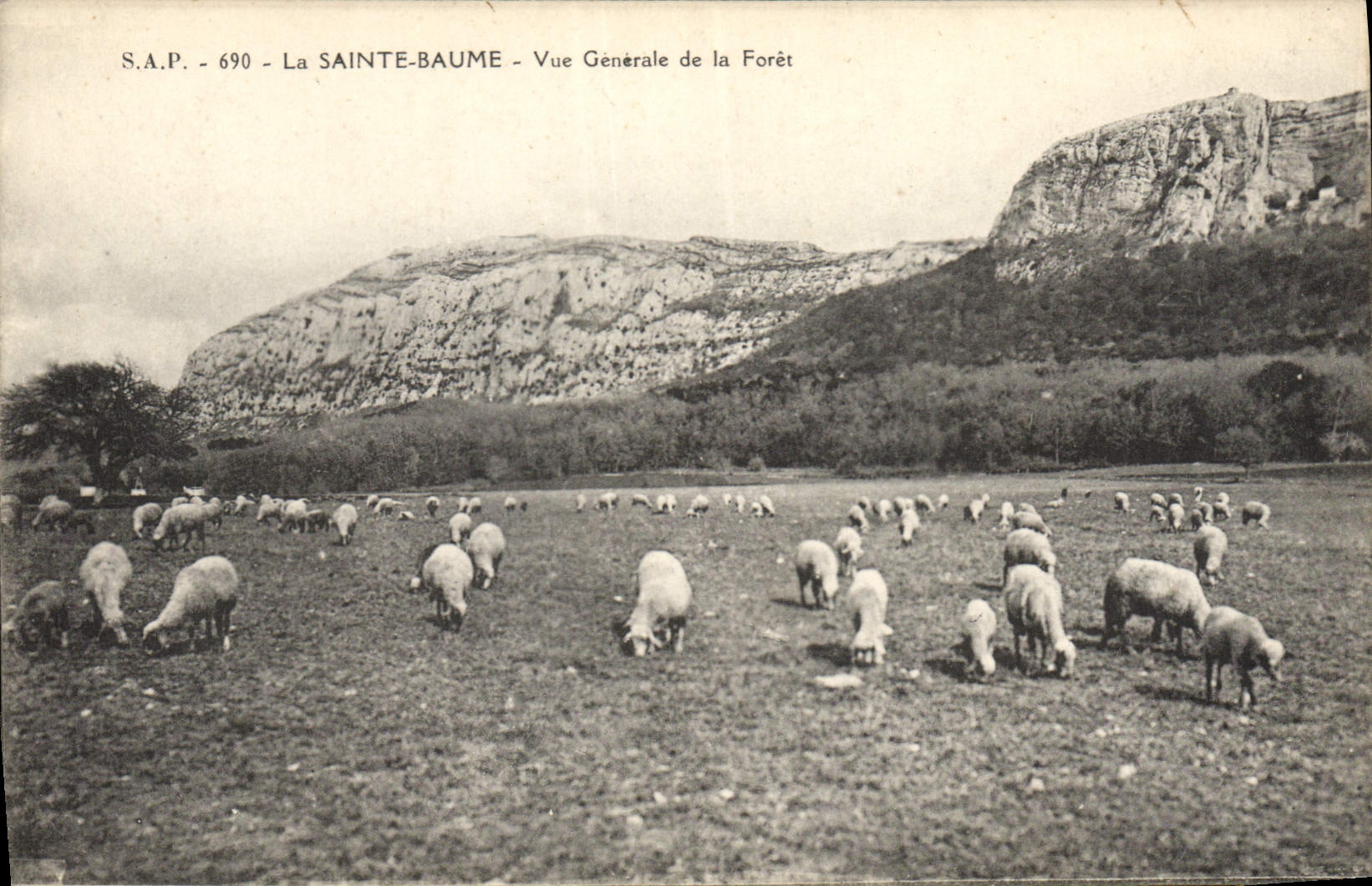 CPA La Sainte Baume Vue Generale de la Foret Moutons