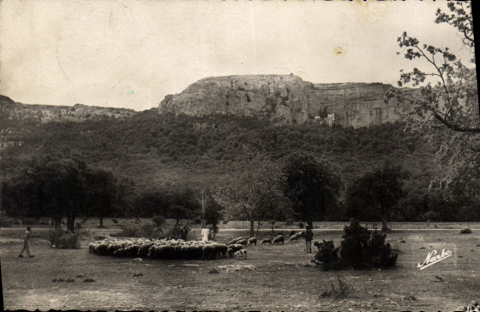 CPA La Sainte Baume Var Vue generale Foret Moutons