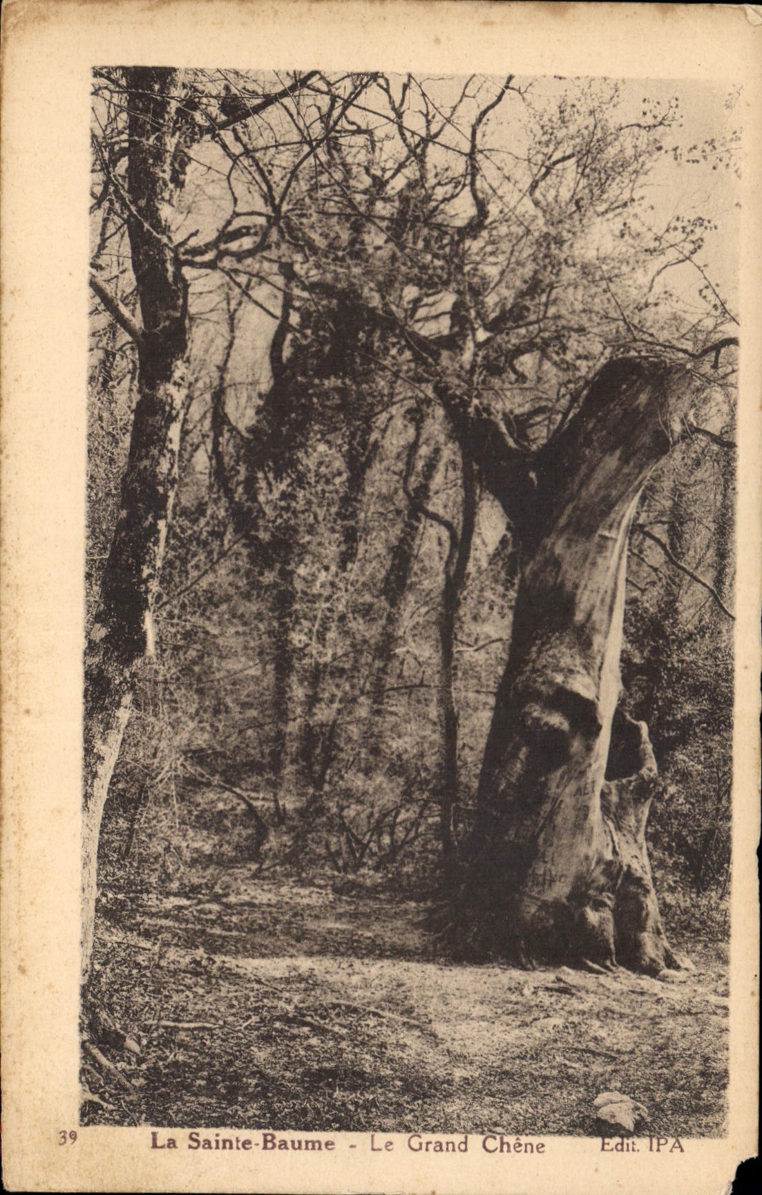 CPA La Sainte Baume Le Grand Chene