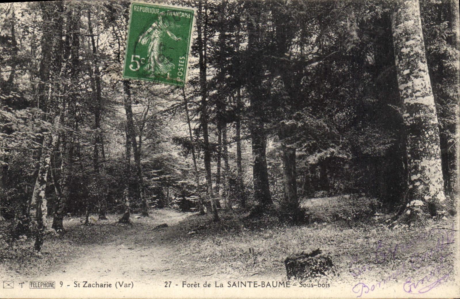 CPA Foret de la Sainte Baume Sous bois