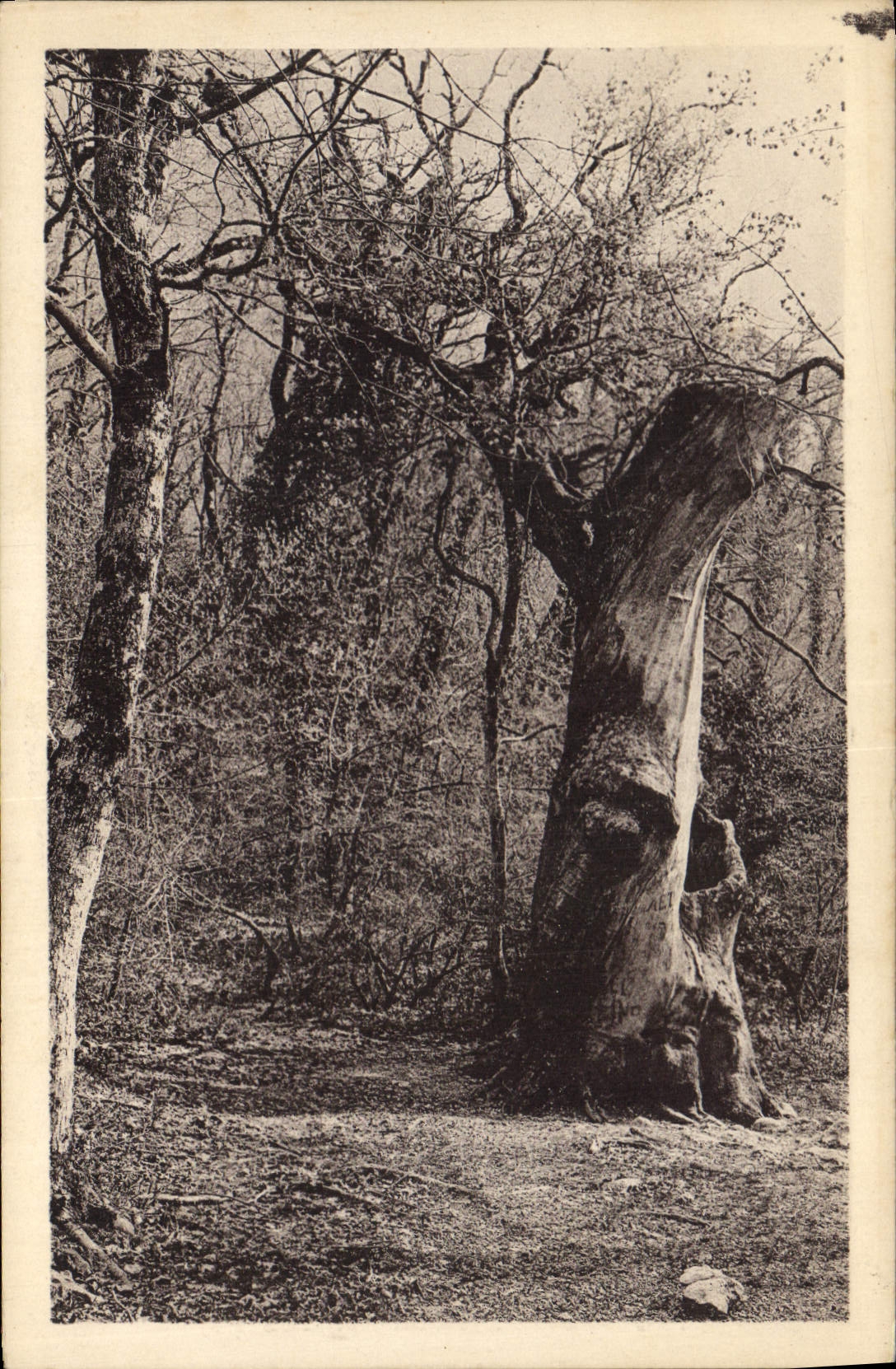 CPA La Sainte Baume Grand Chene