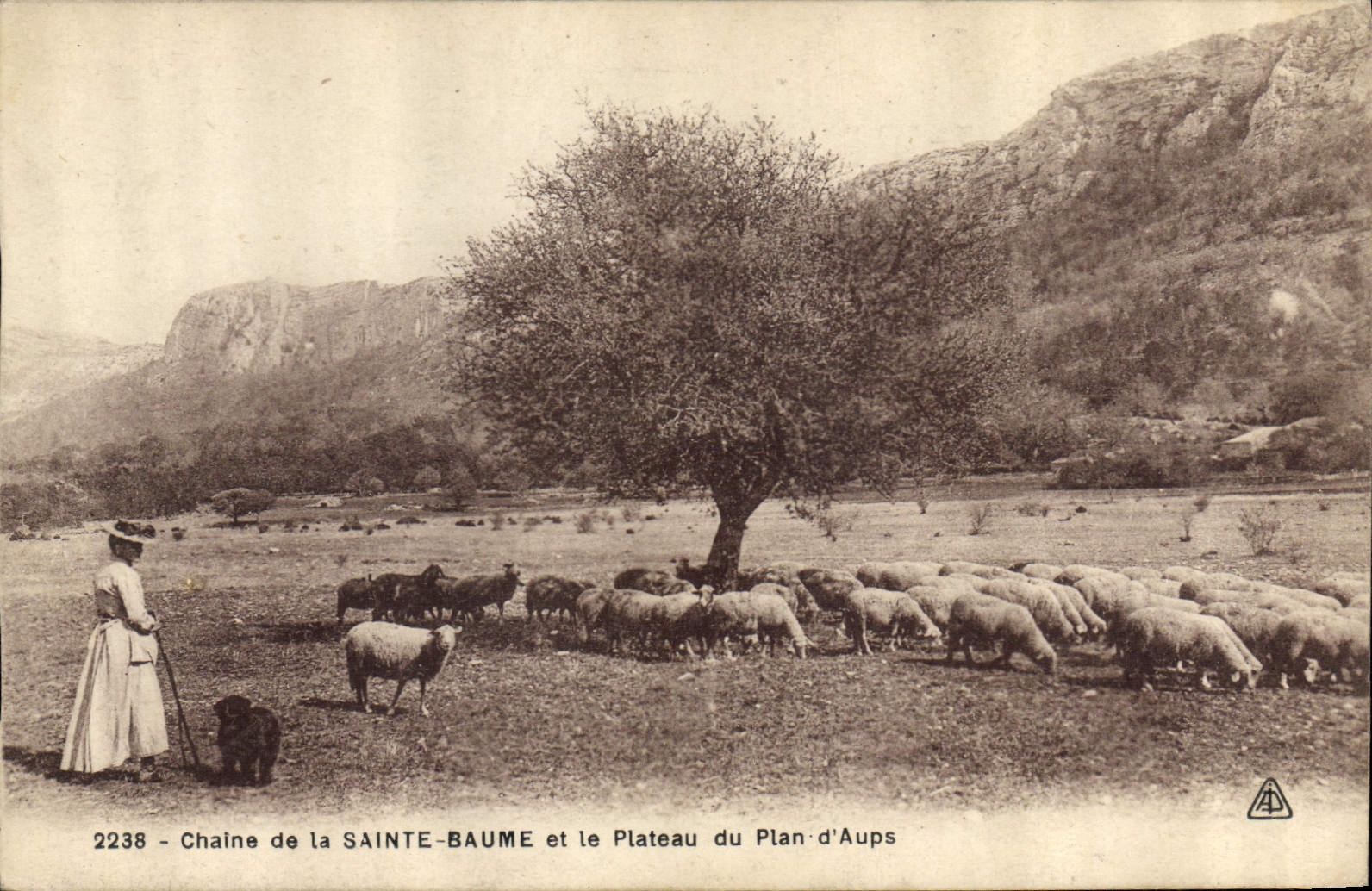 CPA Chaine de la Sainte Baume et le Plateau du Plan d'Aups Moutons