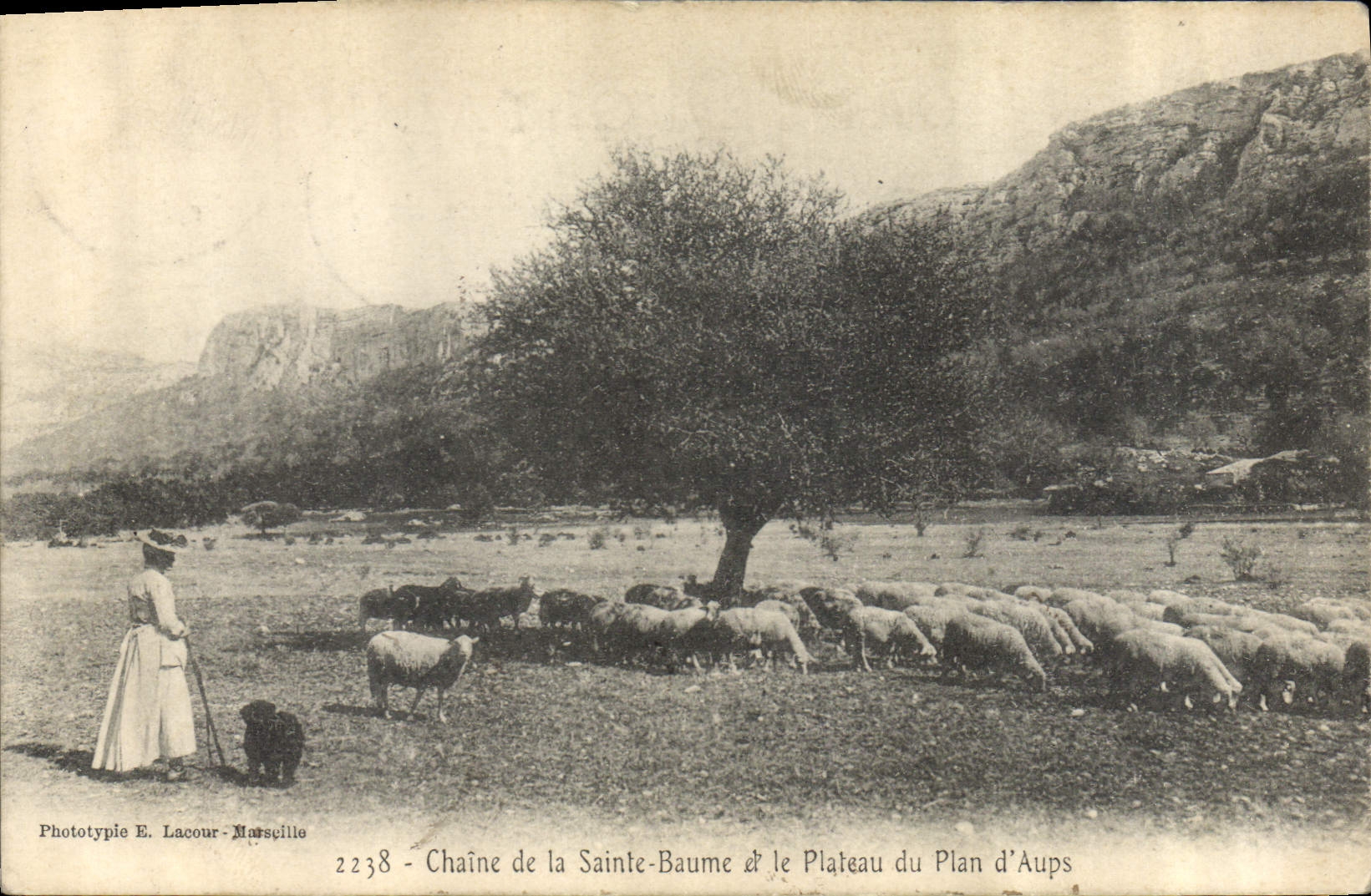 CPA Chaine de la Sainte Baume et le Plateau du Plan d'Aups Moutons