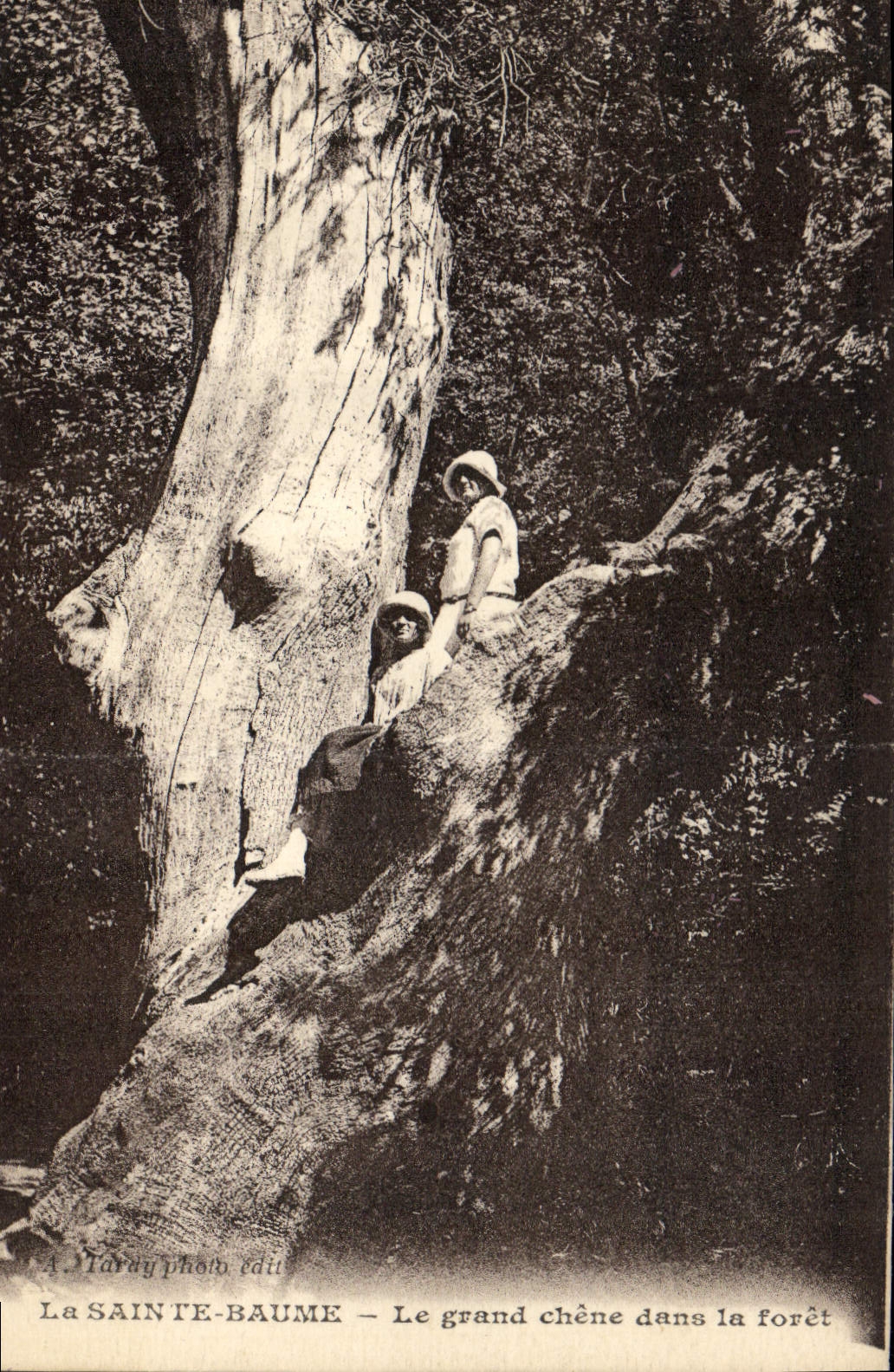 CPA La Sainte Baume Le grand chene dans la foret