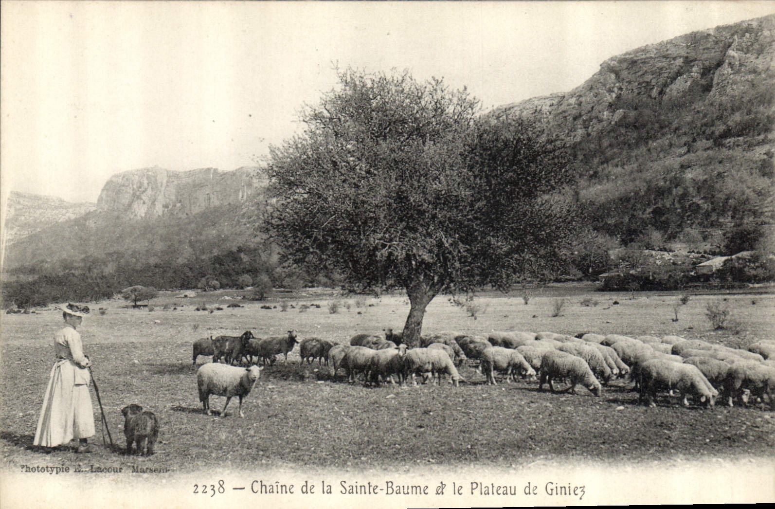 CPA Chaine de la Sainte Baume et le Plateau de Giniez Moutons