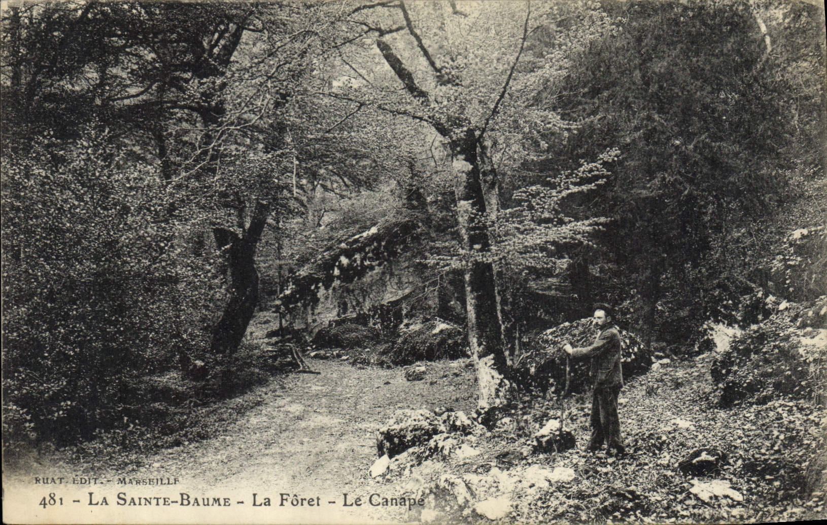 CPA La Sainte Baume La Foret Le Canape