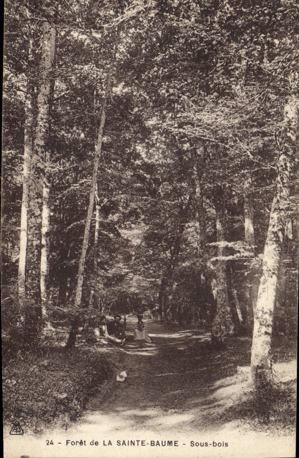 CPA Foret de la Sainte Baume Sous bois 