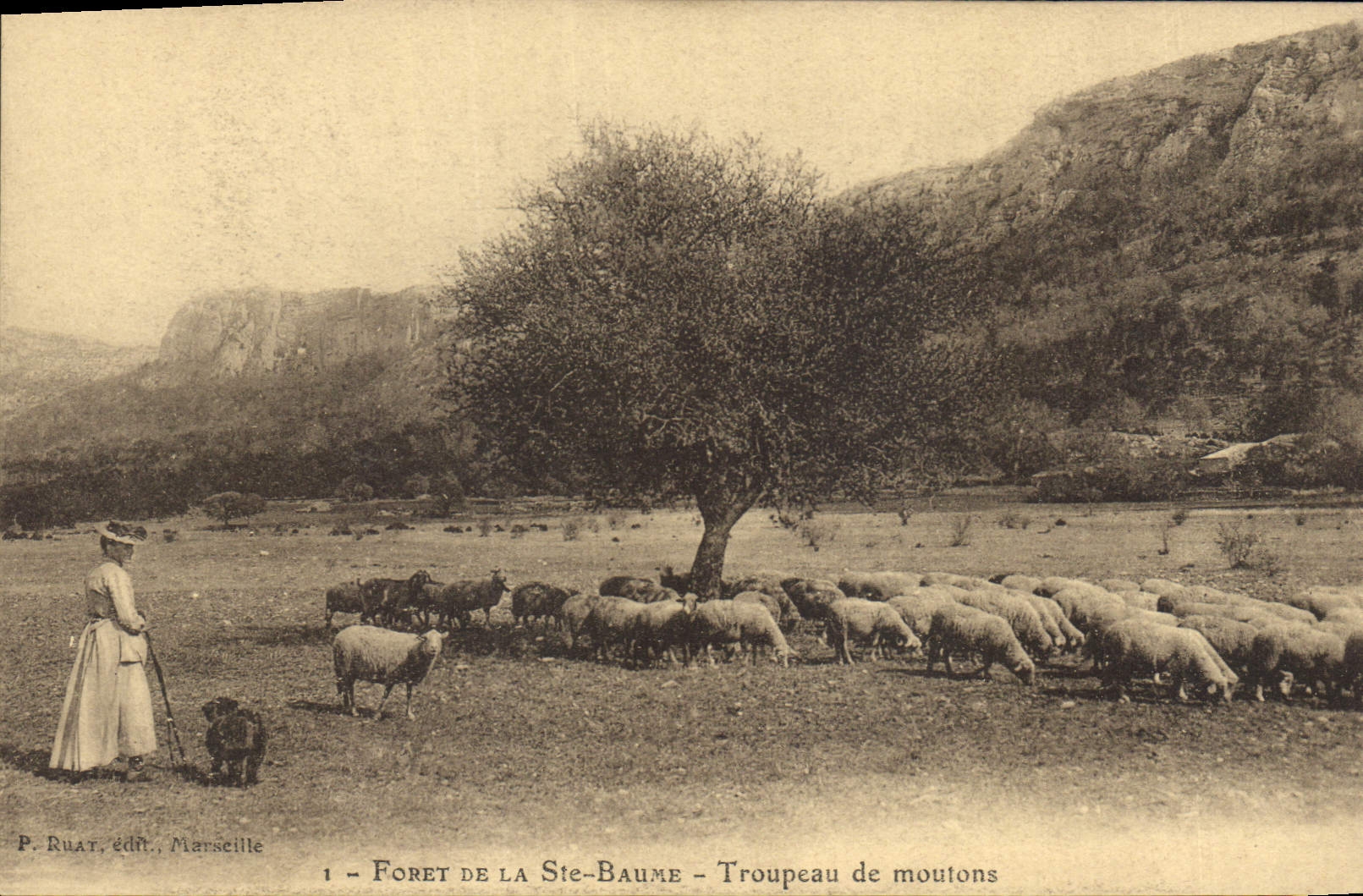 CPA Foret de la Ste Baume Troupeau de moutons