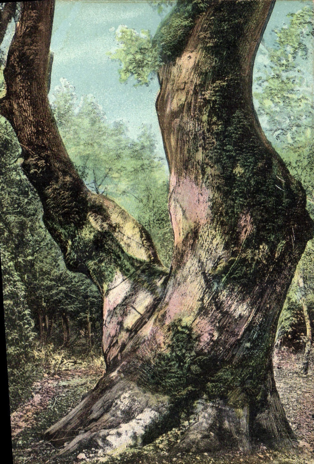 CPA La Sainte Baume Le Gros Chene