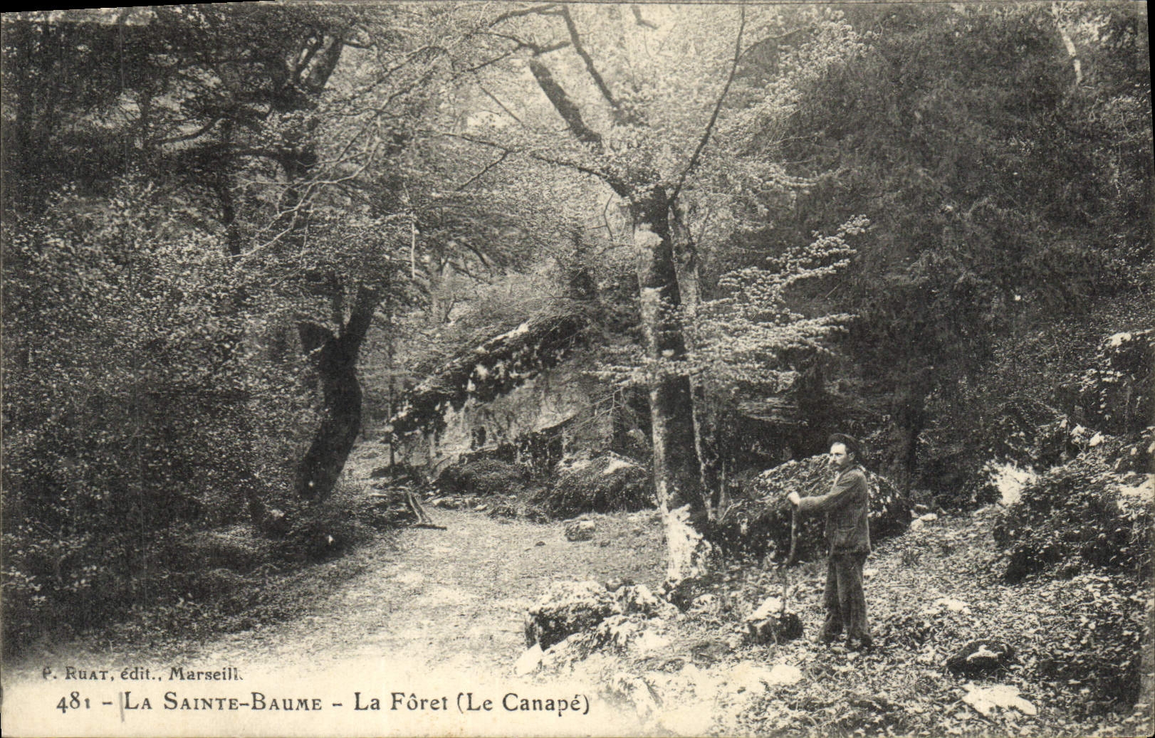 CPA La Sainte Baume La Foret Le Canape 