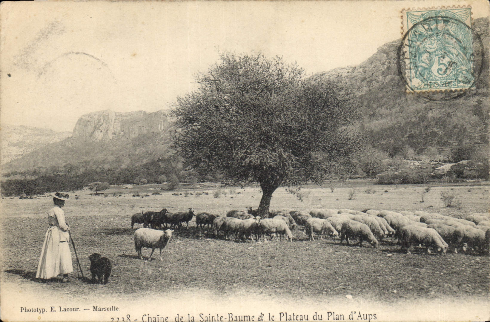 CPA Chaine de la Sainte Baume et le Plateau du Plan d'Aups Moutons