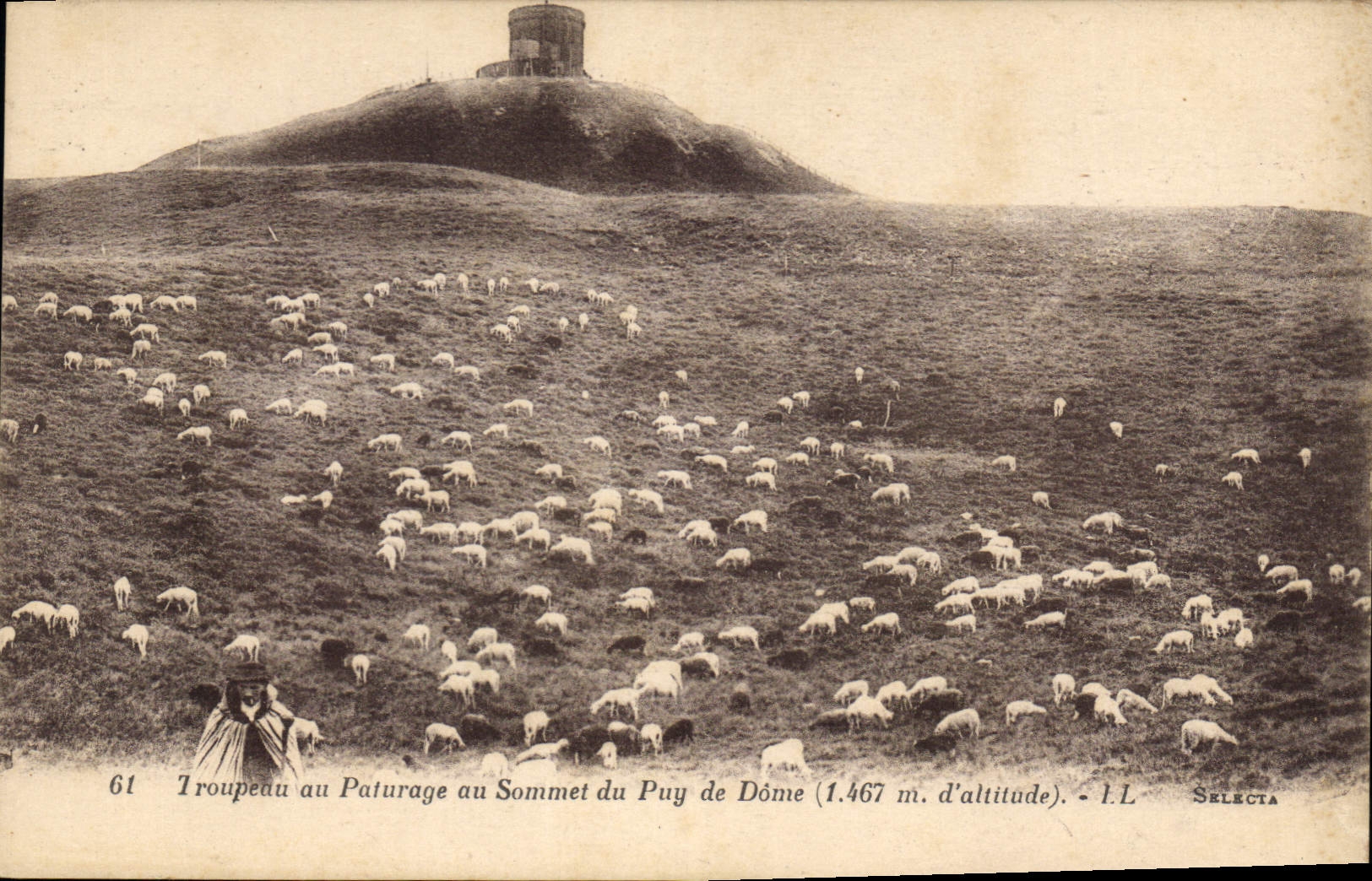 CPA Troupeau au Paturage au Sommet du Puy de Dome 