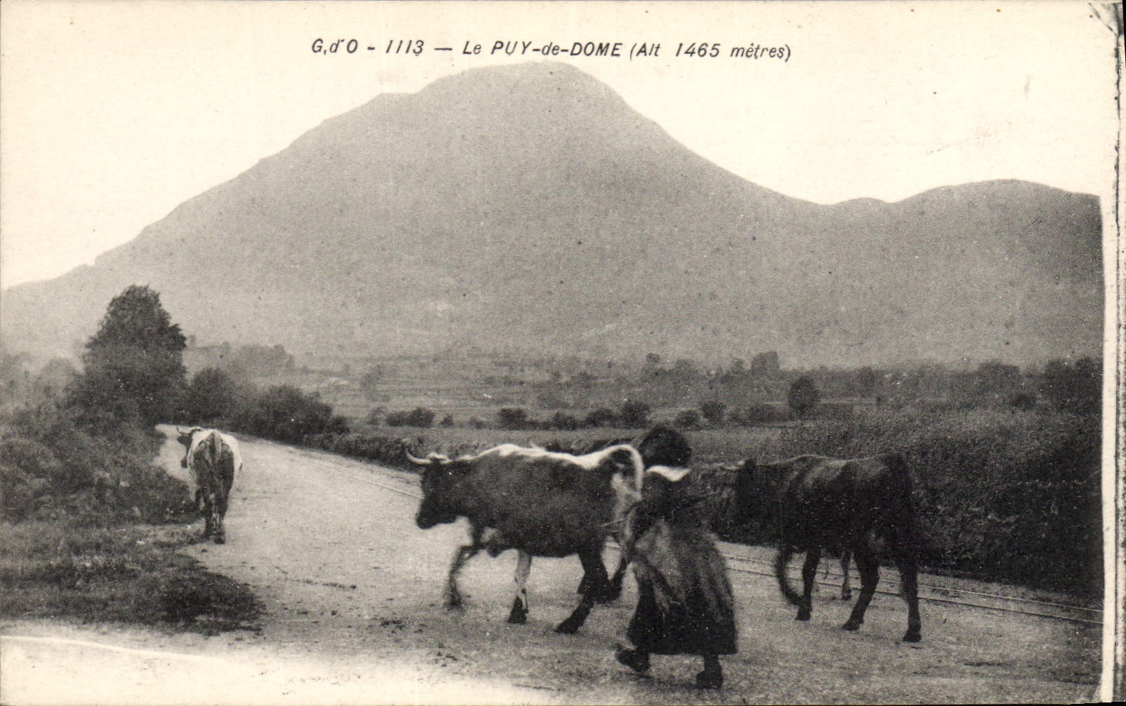 CPA Le Puy de Dome Vaches