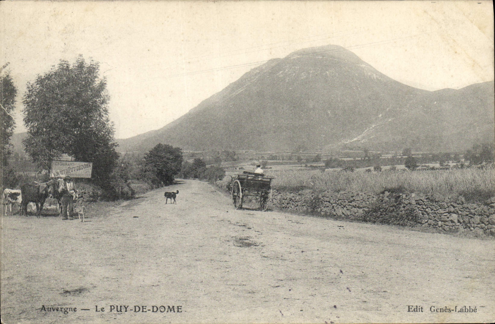 CPA Auvergne Le Puy de Dome Vaches