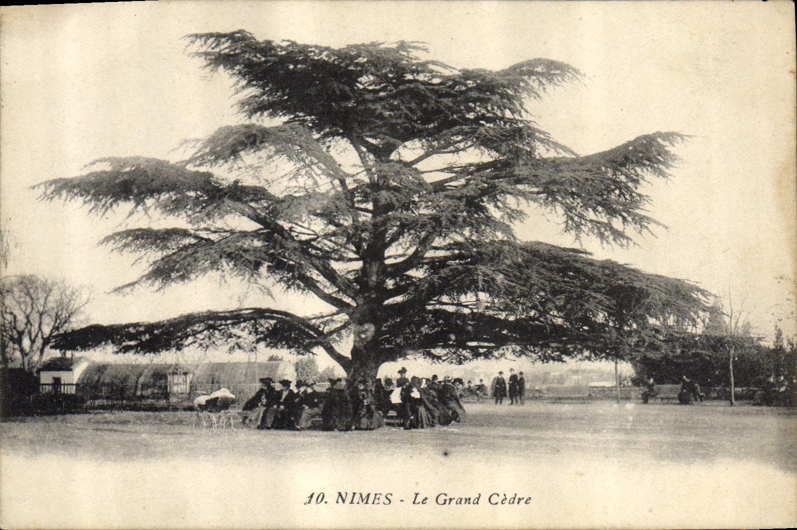 CPA Nimes Le Grand Cedre 