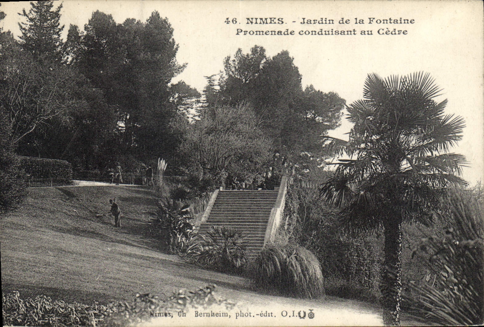 CPA Nimes Jardin de la Fontaine Promenade conduisant au Cedre 