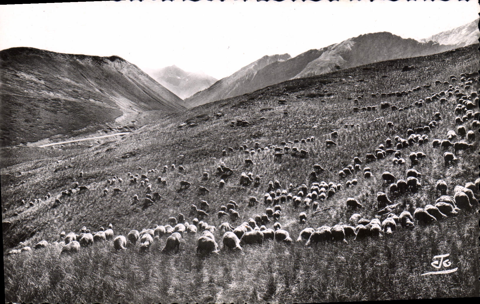 CPA Les Alpes Moutons sur les hauts alpages