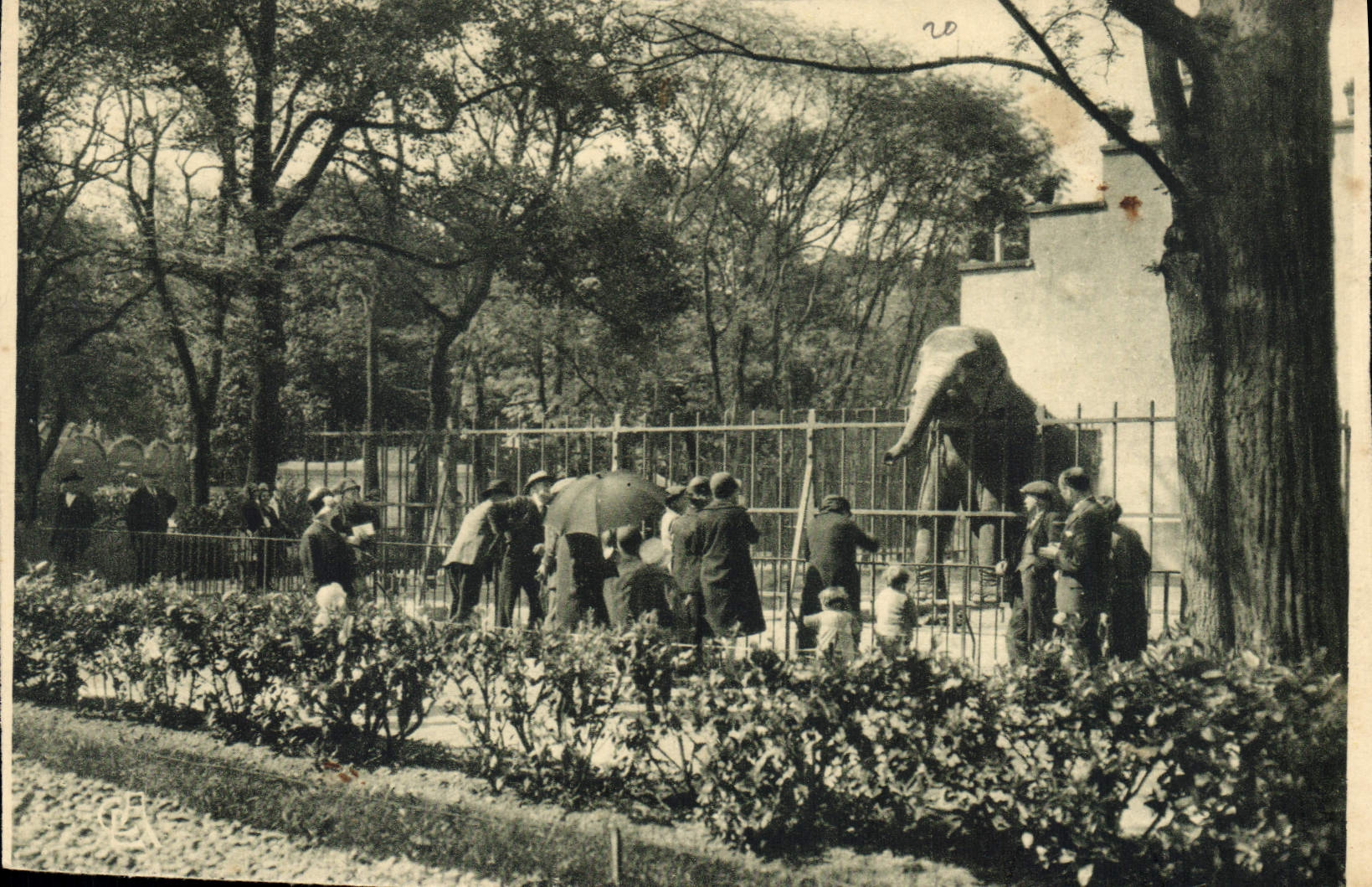 CPA Lyon Parc de la Tete d'Or Le Jardin Zoologique Elephant