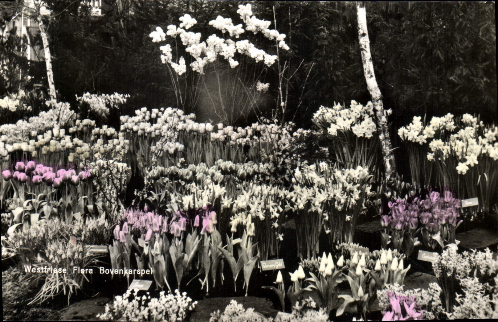 CPA Westfriase Flora Bovenkarspel 