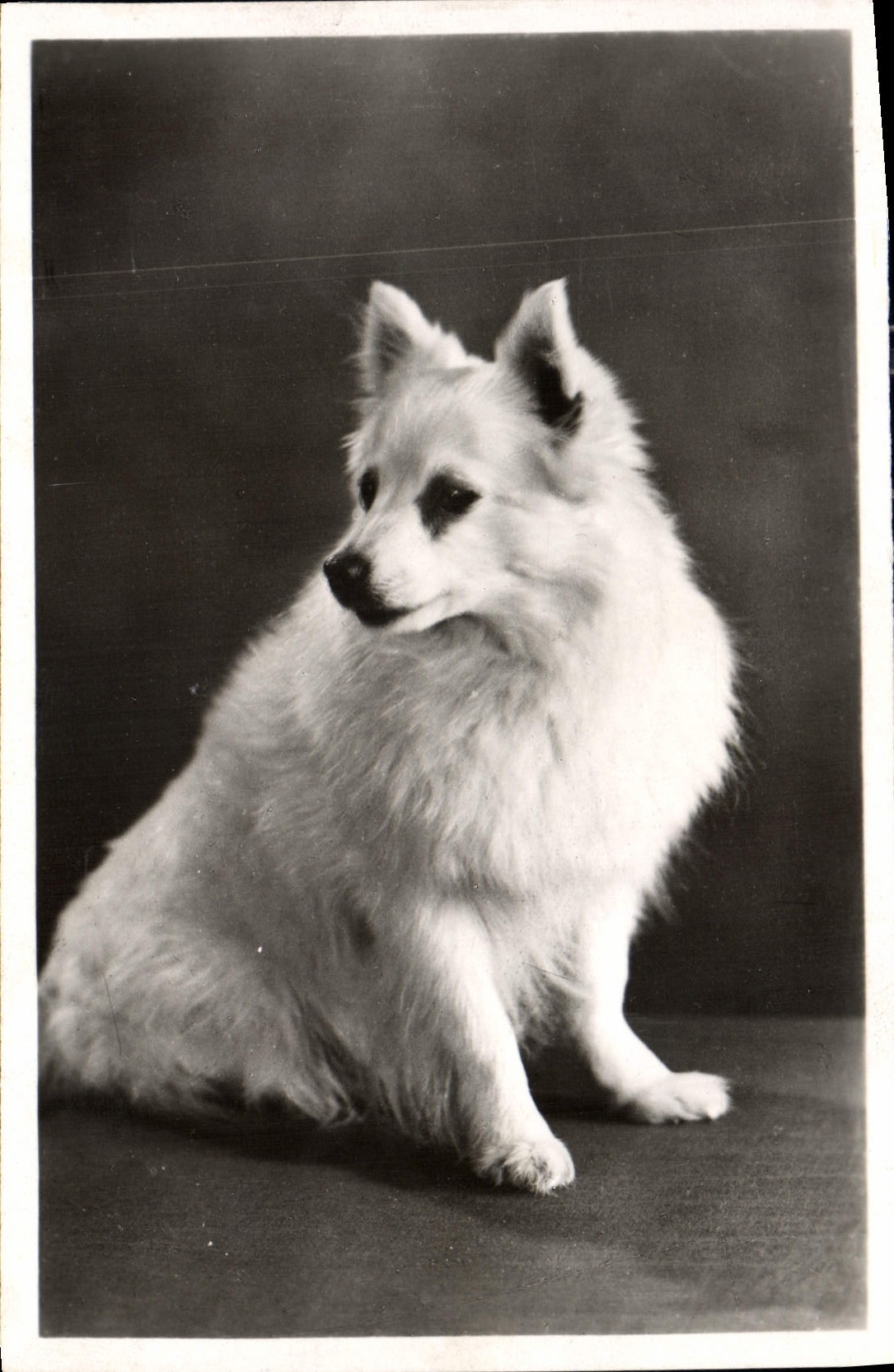 CPM Chien