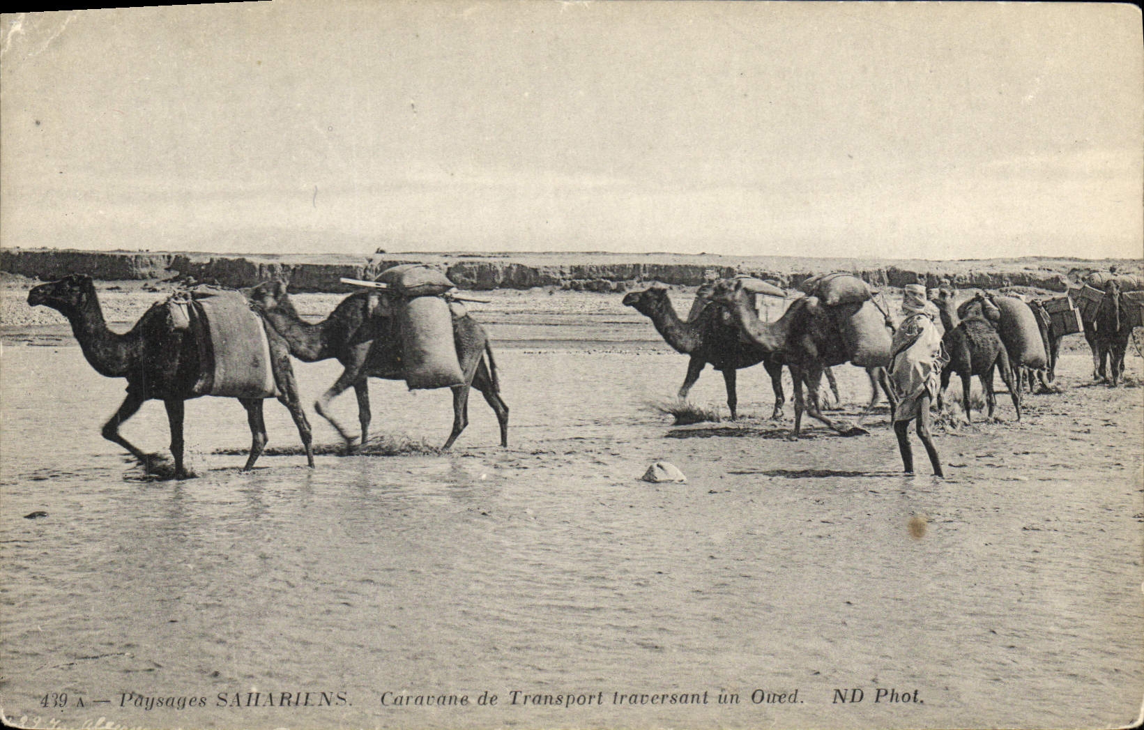 CPA Paysages Sahariens Caravane de Transport traversant un Oued