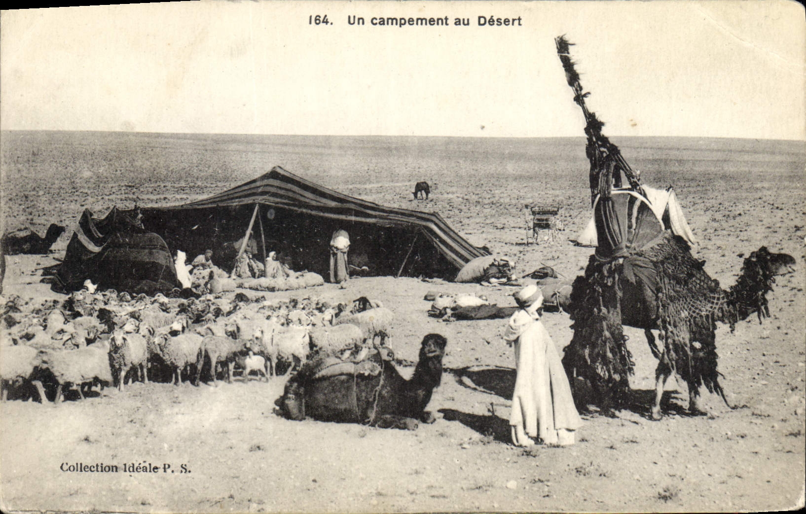 CPA Un campement au Desert Chameaux Moutons
