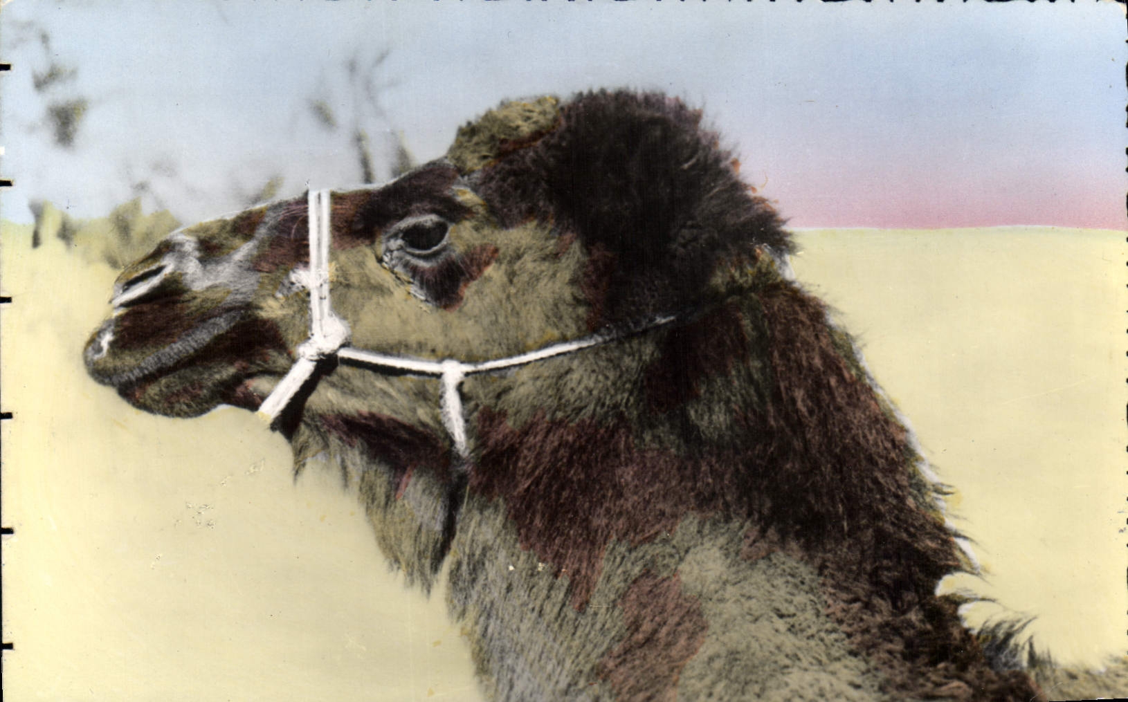 CPA Scenes et Types Chameau Boussaadien 