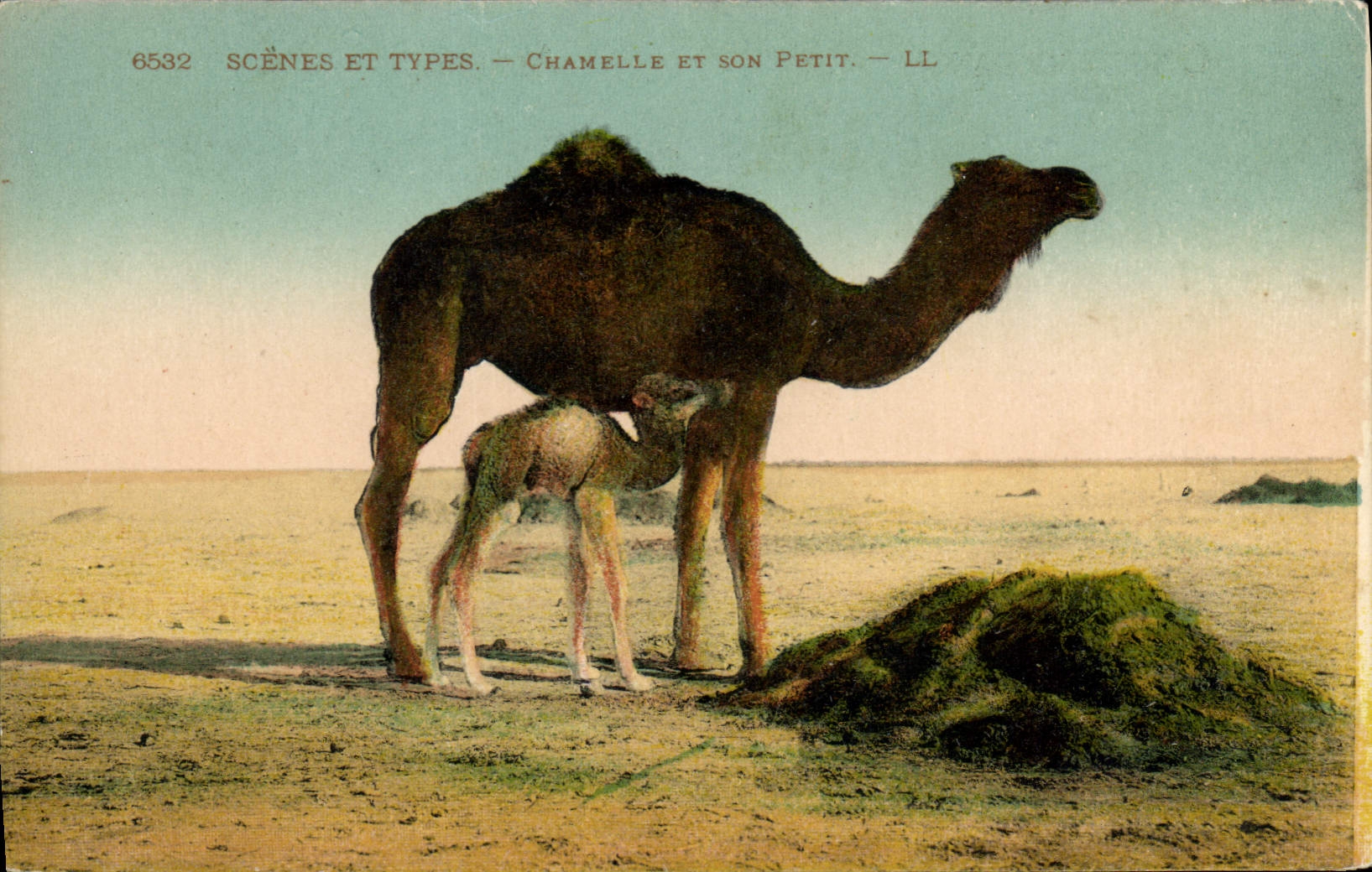 CPA Scenes et Types Chamelle et son Petit 