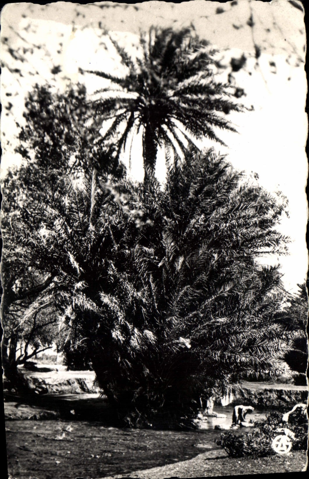 CPA L'Afrique du Nord Pittoresque Dans une Palmeraie