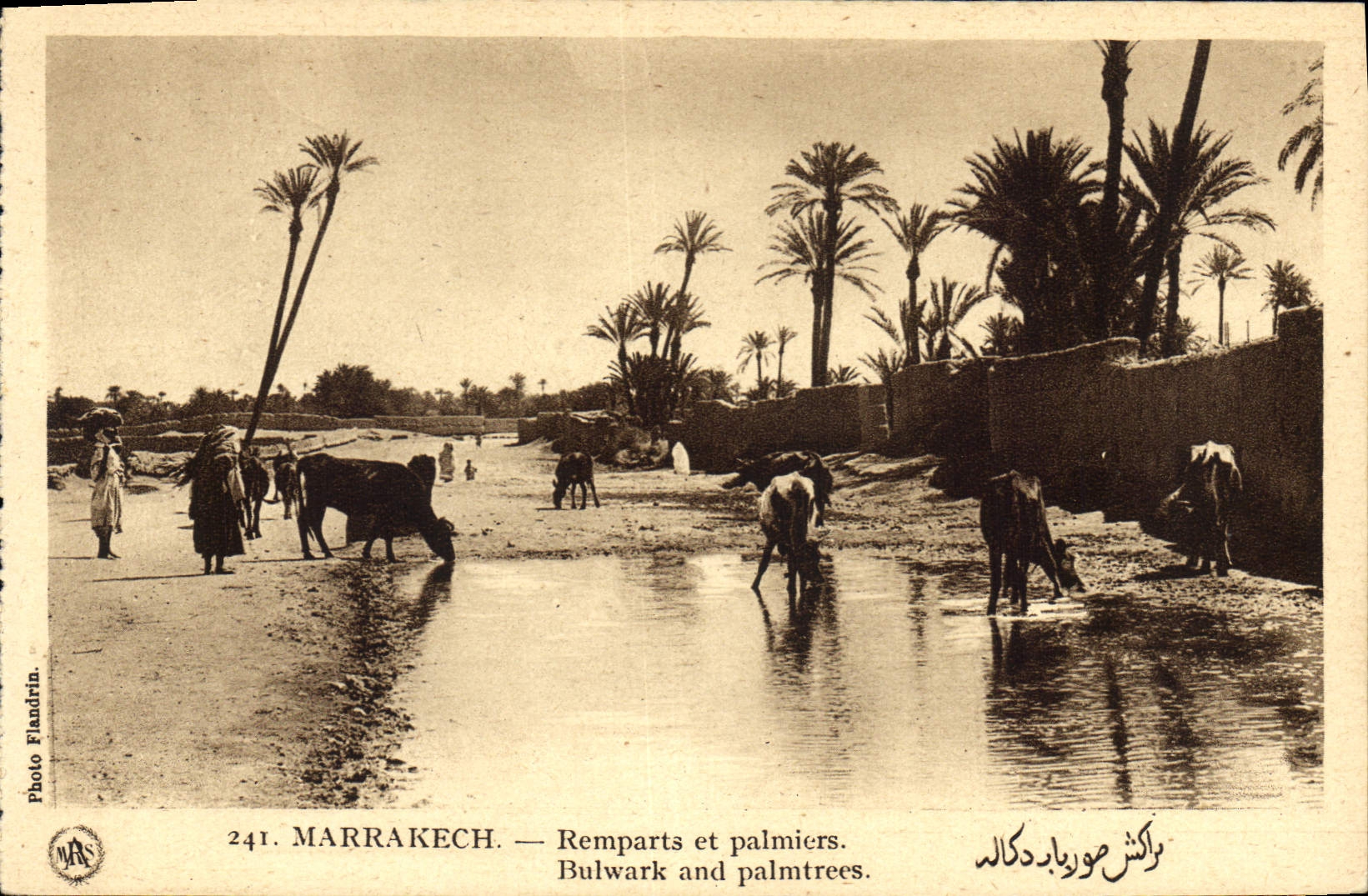 CPA Marrakech Remparts et palmiers 